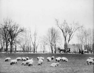 pasto_del_central_park_cortado_por_ovejas.jpg