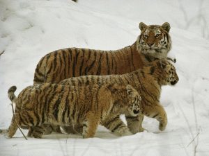 Mas_personas_viajado_al_espacio_que_personas_vivas__visto_tigre_siberiano_salvaje.jpg