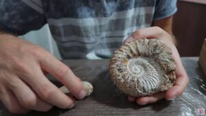 proyectil arrojado contra Carabineros en Coyhaique era un fosil de 130 millones de años