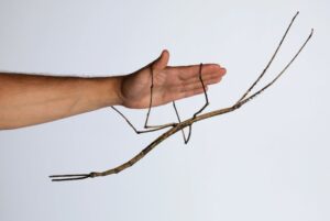 hembras Ctenomorpha gargantua