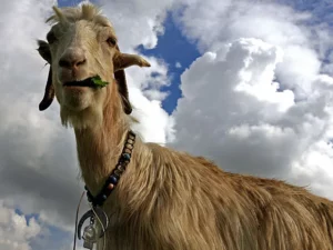 cabras desarrollan acentos