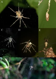 araneidos construyen señuelos