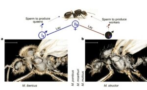 Messor ibericus Messor structor