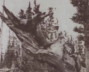 Prometheus arbol mas longevo talado por Donald Rusk Currey