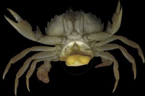 Sacculina carcini feminizan cangrejos