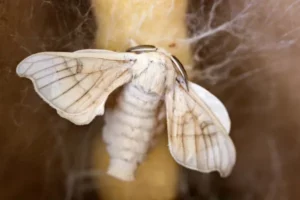 Bombyx mori