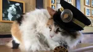 gata Tama jefa de estación japon