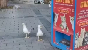 gaviotas imitan maullido de gatos Turquia