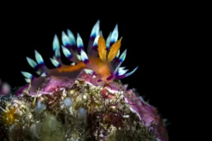 nudibranquios género Aeolidia