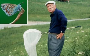 Vladimir Nabokov organos sexuales de mariposas