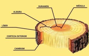 etimologia libro