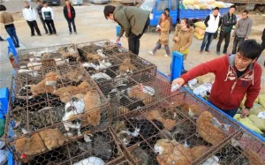 comer gatos en Guangdong China